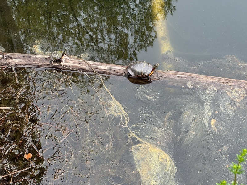 Come and tell me your dull and unexciting news 29: Calmly through the day