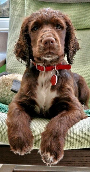 Puppy Survival Thread for New and Old Pups - Spring is around the corner!