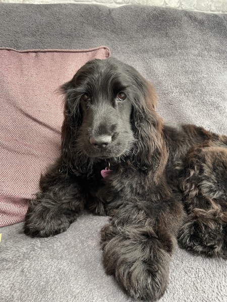 Puppy Survival Thread for New and Old Pups - Spring is around the corner!