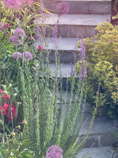 Please can you identify this plant?