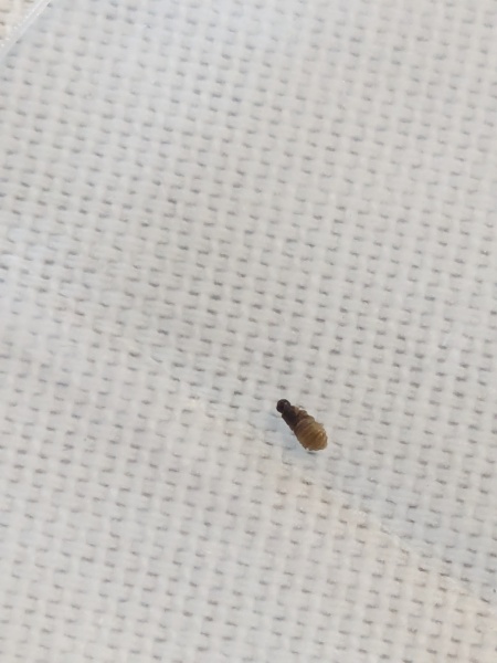 Flea or bug bug?