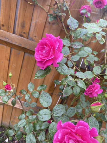 Basal break, red rosette or suckers ???