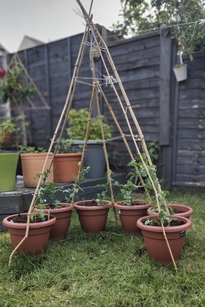 The Vegetable Patch 2024/2025