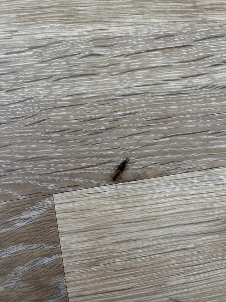 What is this bug on my floor??