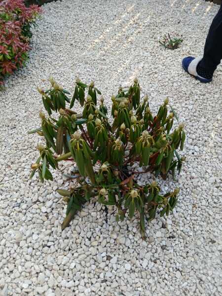 my poor Rhododendron