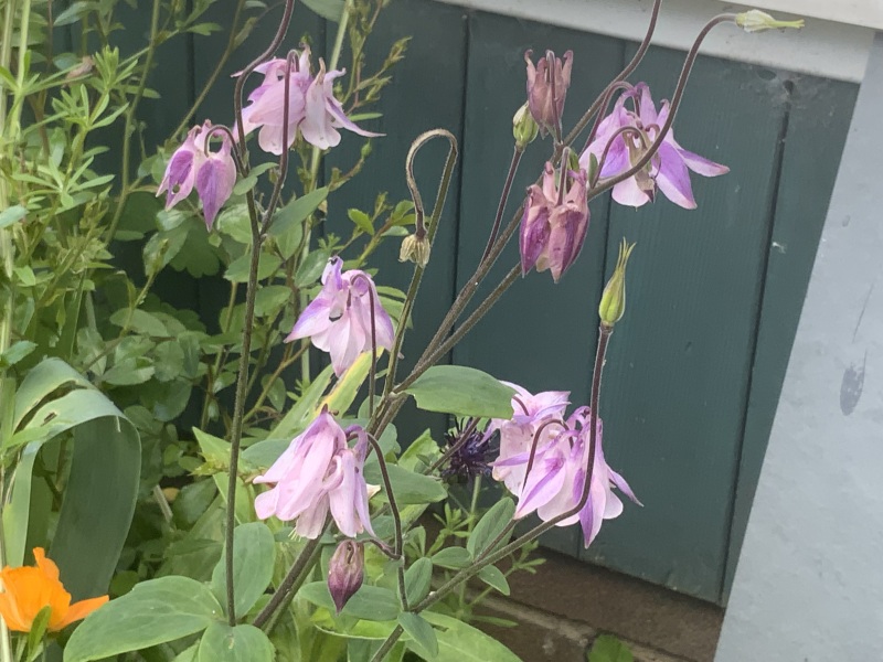 What's in flower in your garden right now?