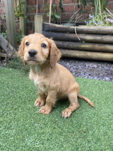 Puppy Survival Thread for New and Old Pups - Spring is around the corner!