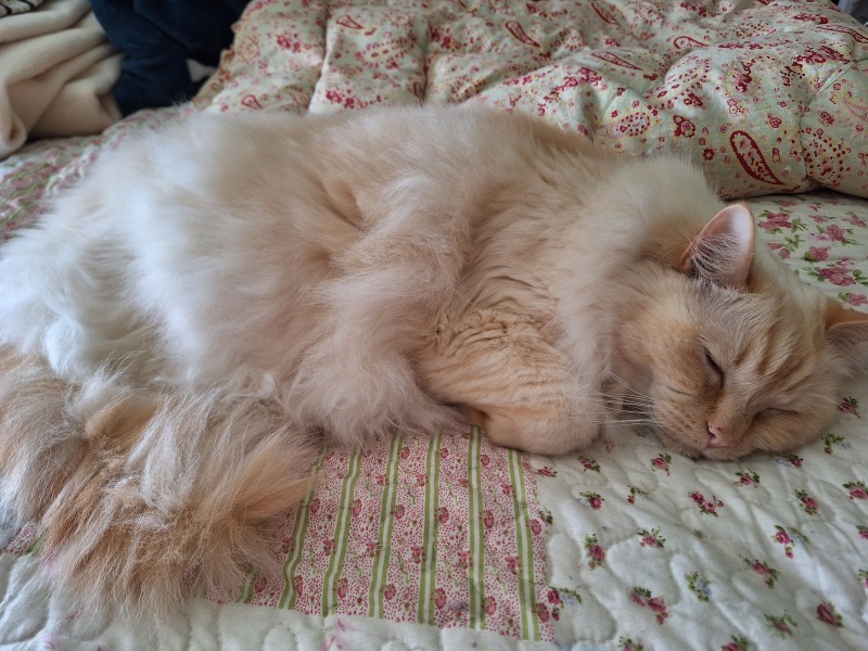 Best brush for persian