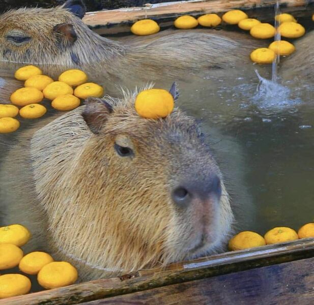 Thread 46 Sunak - don't rain on our parade