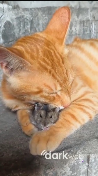 Aston University + gerbil merch thread