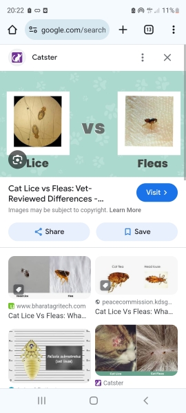 Flea or bug bug?