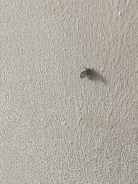 Black flies