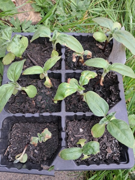 My Poor Sunflowers