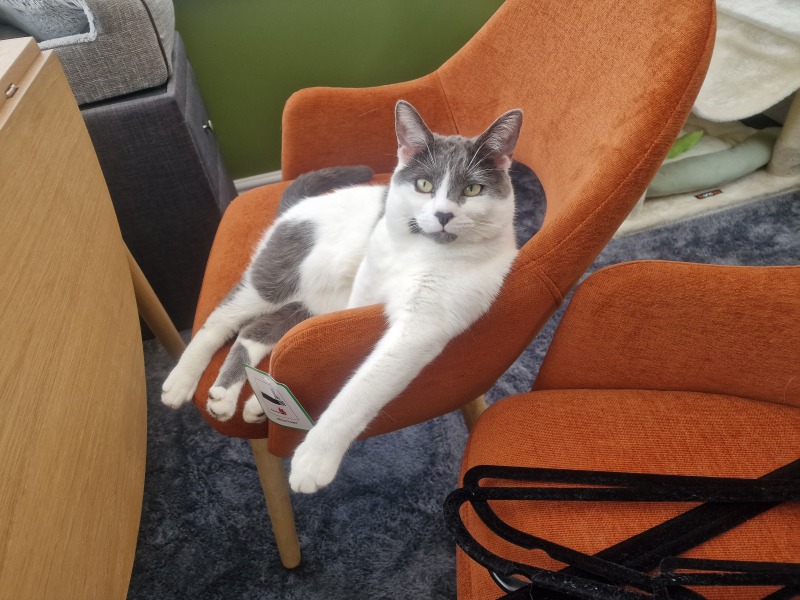 Cat with soft, thick undercoat