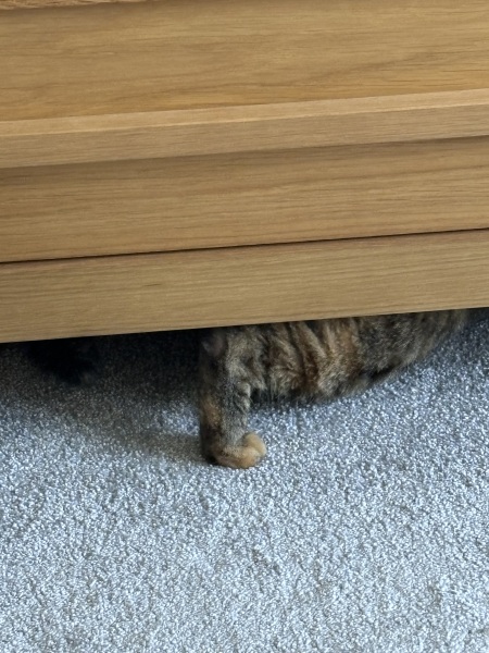 Thread 47 Sunak : The Ship of Fools sails on