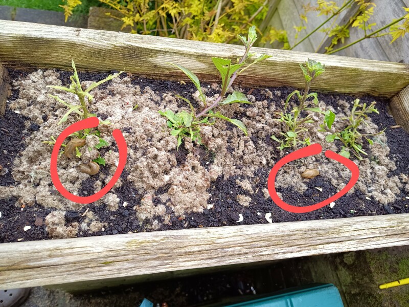 Anti-slug wool pellets don't work