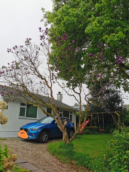 Anyone know how to prune a (very!) established lilac 'tree'? With pics