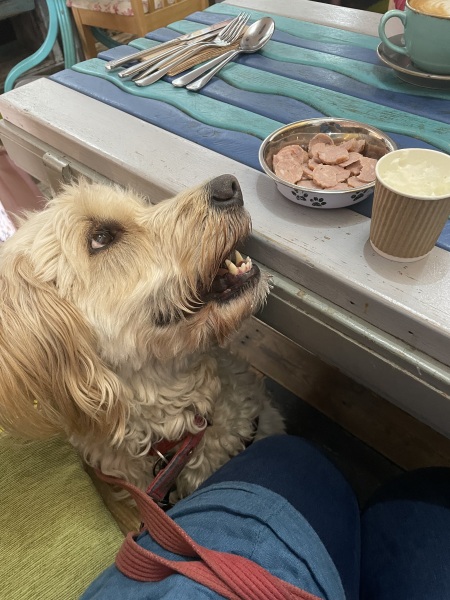 URGENT any vets here. Possible grape eaten