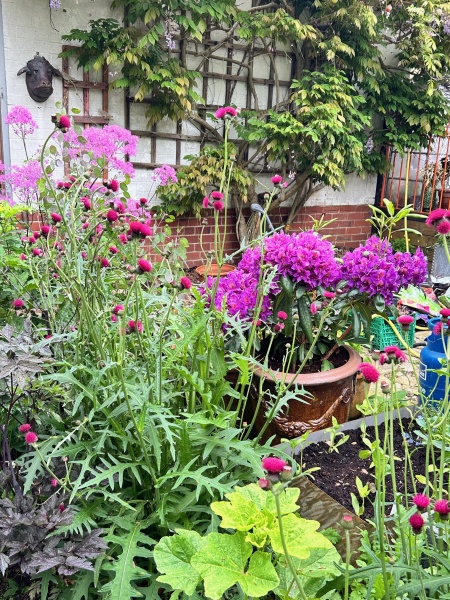What's in flower in your garden right now?