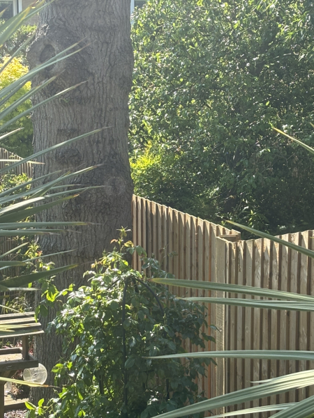 Neighbours tree trunk crossing boundary