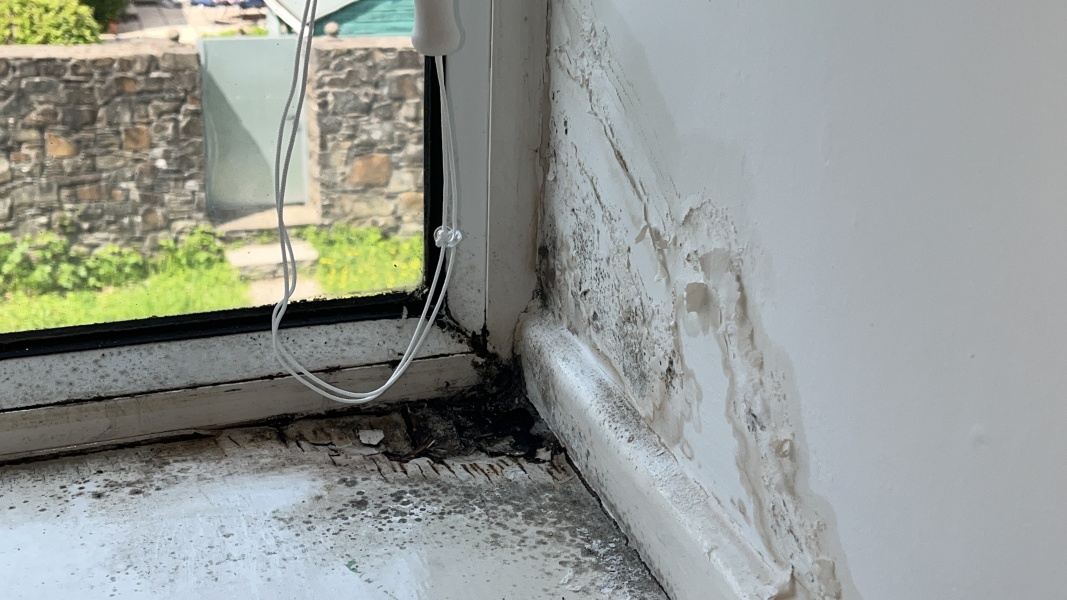 Is this wet rot?