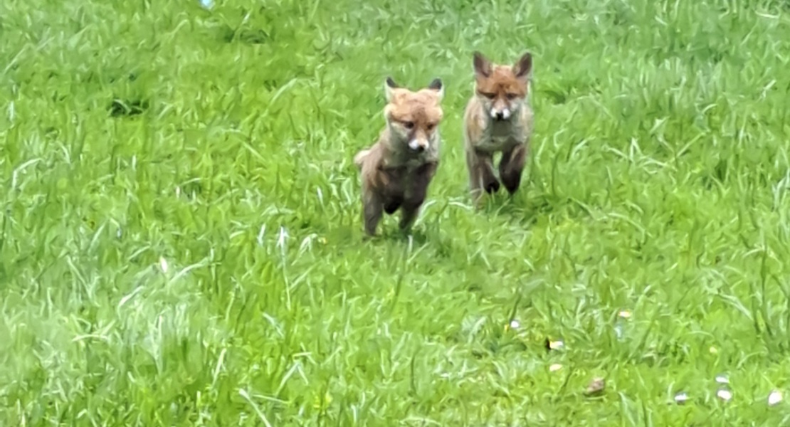 to beg you for your fox solutions