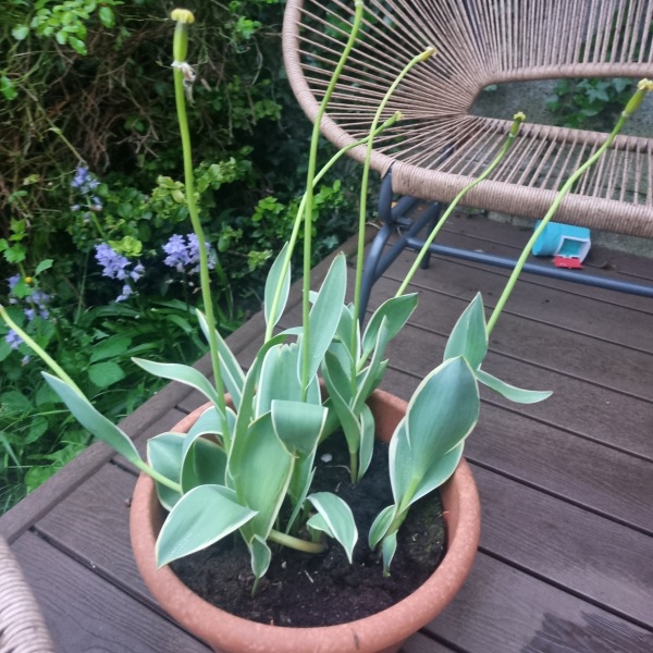 Tulips bulbs