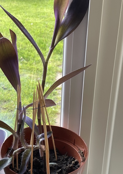 Can anyone identify this plant please?