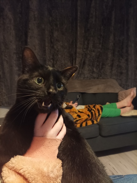 Machiavellian Misbehaviour- the Excellent Cats Deny Everything