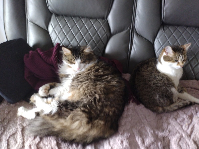 I love my cat too much is this normal 