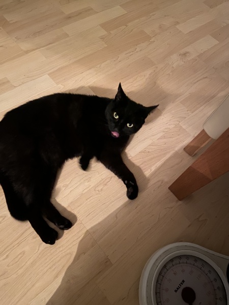 Machiavellian Misbehaviour- the Excellent Cats Deny Everything