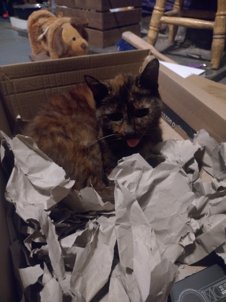 Machiavellian Misbehaviour- the Excellent Cats Deny Everything