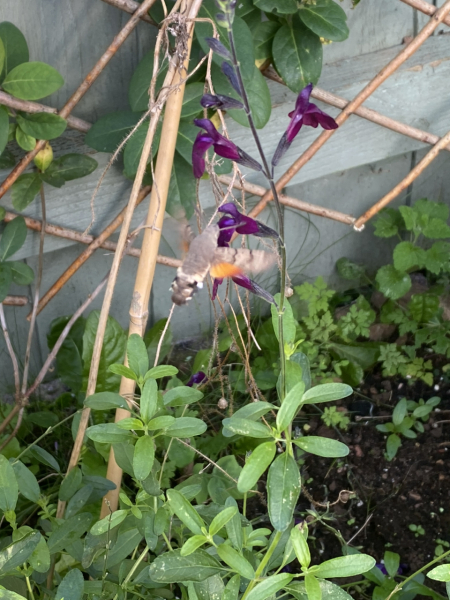 Plants like 'hot lips'