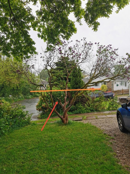 Anyone know how to prune a (very!) established lilac 'tree'? With pics