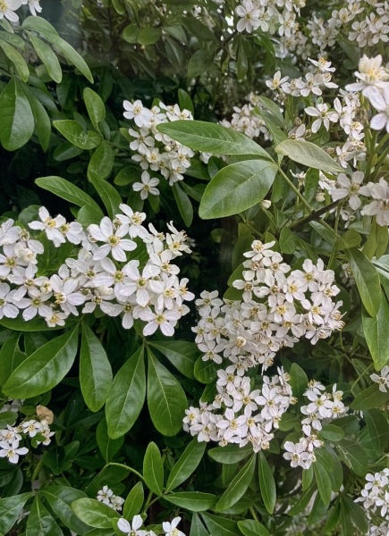 Does anyone know what this bush is?