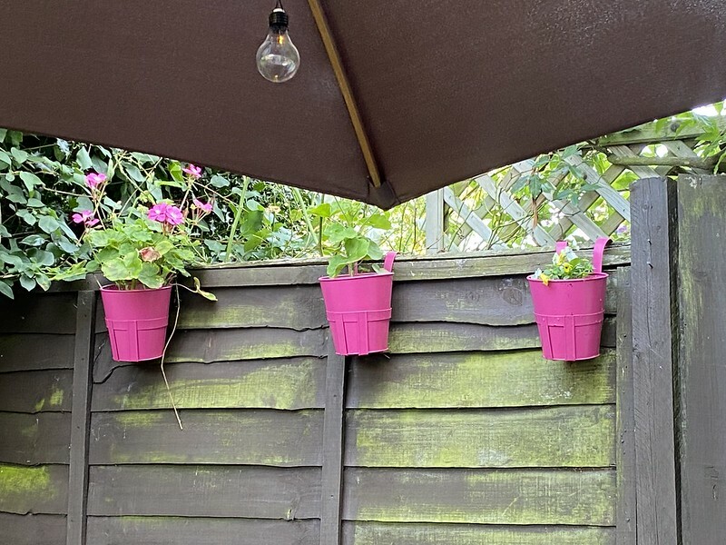 What can I grow in these tiny little metal container pots?