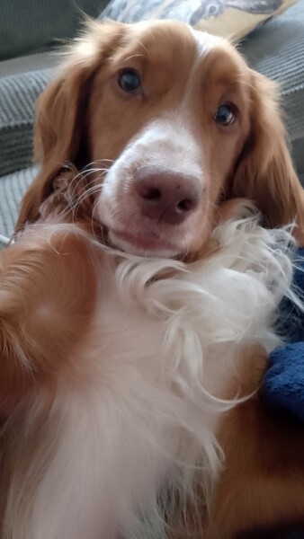 Puppy Survival Thread for New and Old Pups - Spring is around the corner!