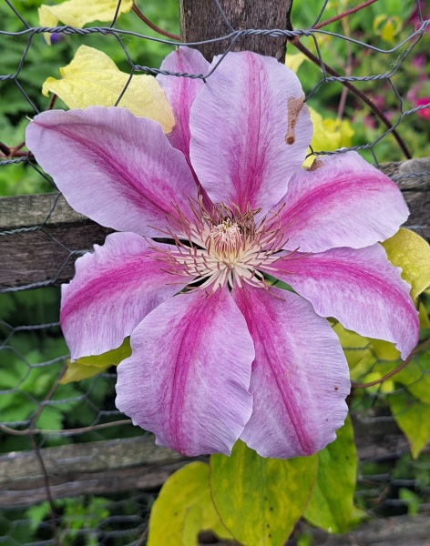 What's in flower in your garden right now?