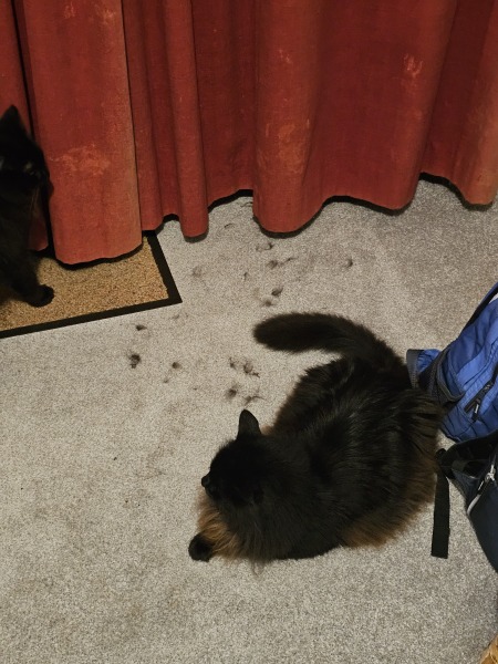 Machiavellian Misbehaviour- the Excellent Cats Deny Everything