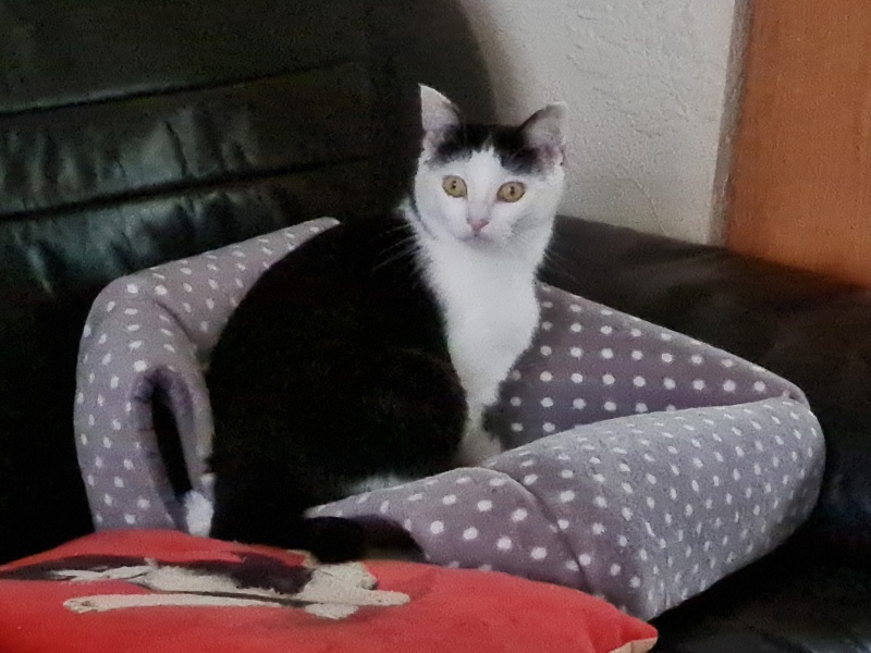 Biblical names for boy cat.