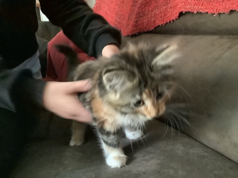 New kitten - should we have 1 or 2?