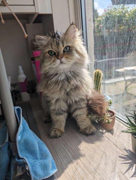 Best brush for persian