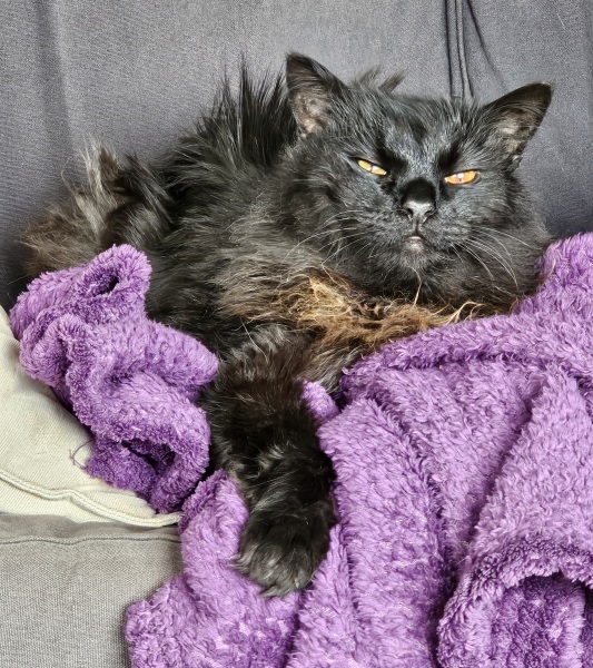 Machiavellian Misbehaviour- the Excellent Cats Deny Everything