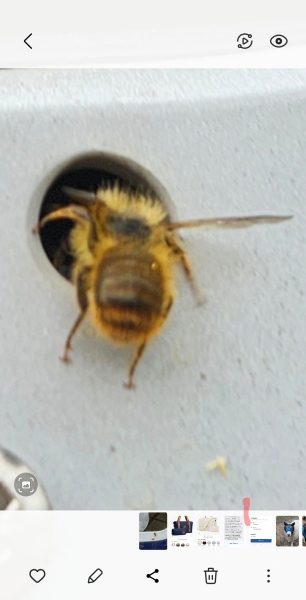 What kind of bee is this?