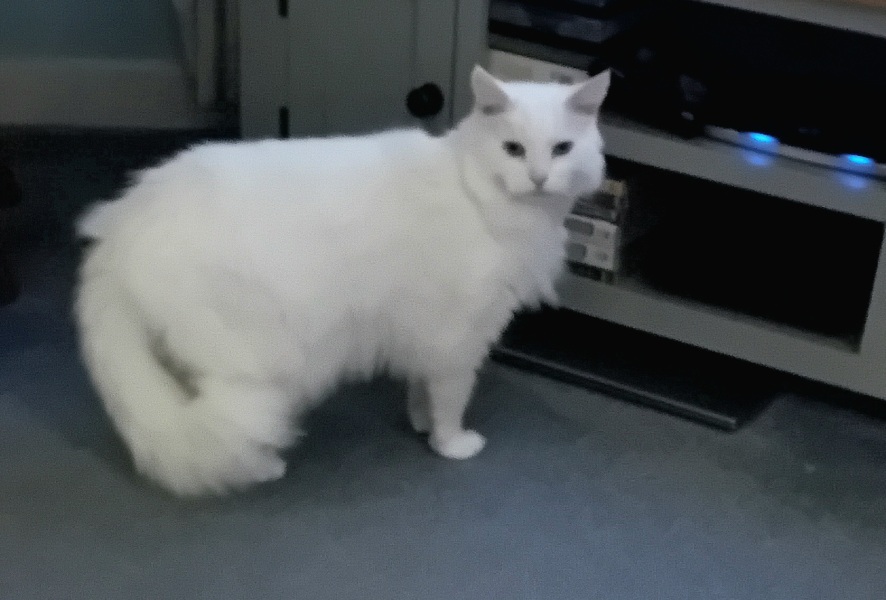 Machiavellian Misbehaviour- the Excellent Cats Deny Everything