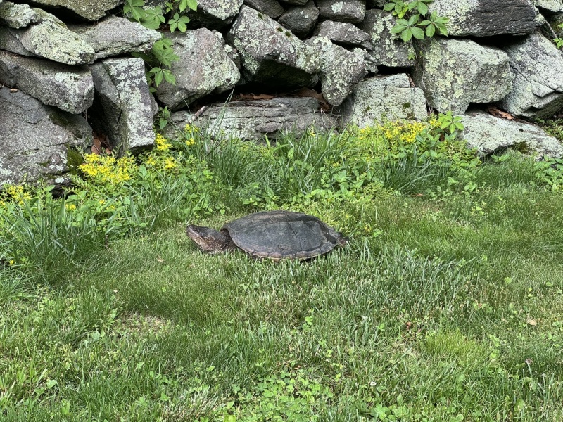 Come and tell me your dull and unexciting news 30: Calmly through the day