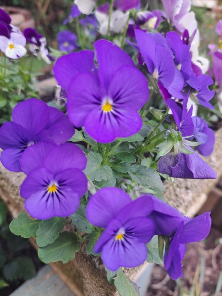 Thread 46 Sunak - don't rain on our parade