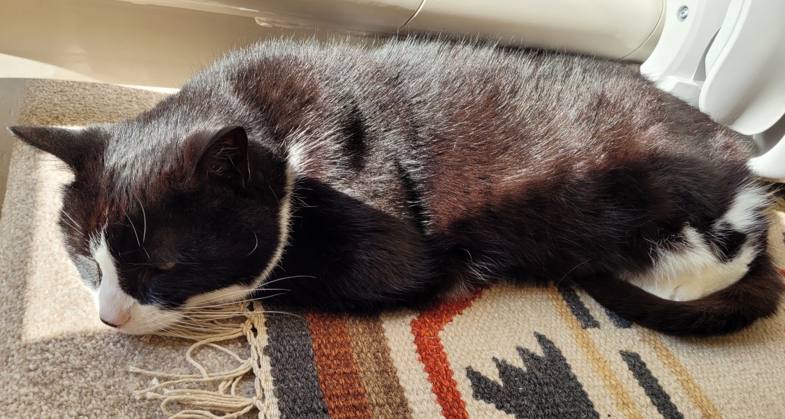 Thread 46 Sunak - don't rain on our parade