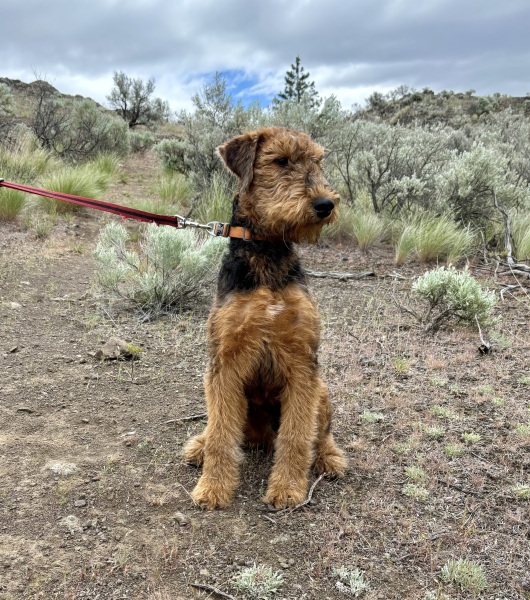 Puppy Survival Thread for New and Old Pups - Spring is around the corner!