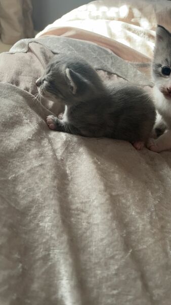 Kitten arriving next week!!!
